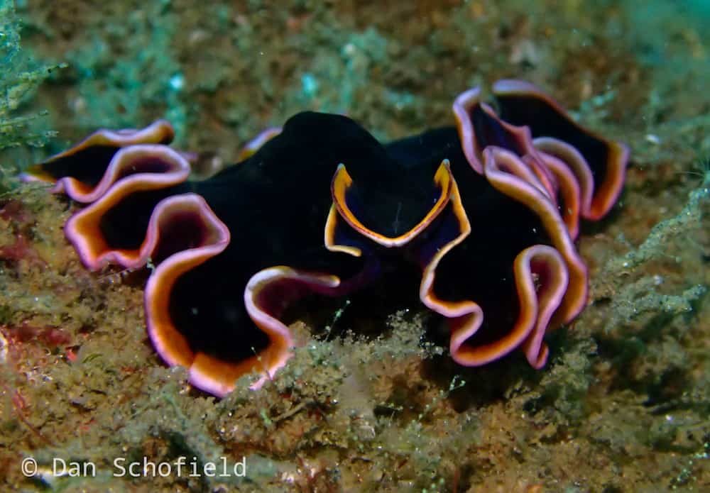 OLYMPUS DIGITAL CAMERA muck diving in Lembeh