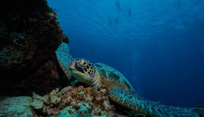 GA Turtle diving with turtles