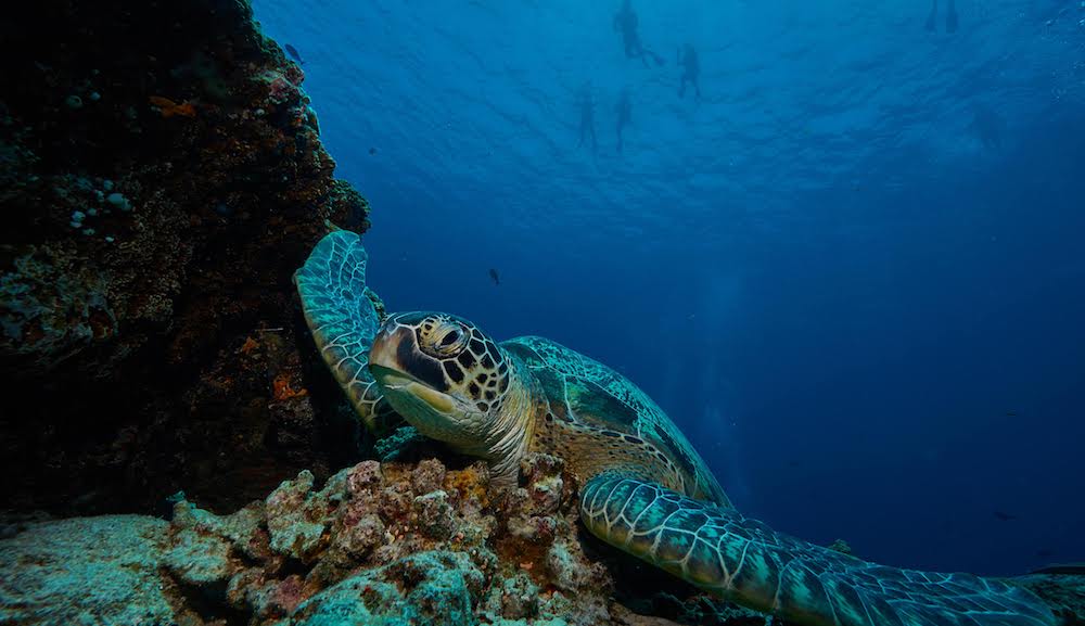 GA Turtle diving with turtles