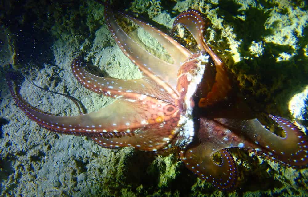 OLYMPUS DIGITAL CAMERA Divemaster in Gili Air