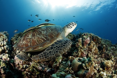 Turtle Paradise 1 Turtles in Gili Air