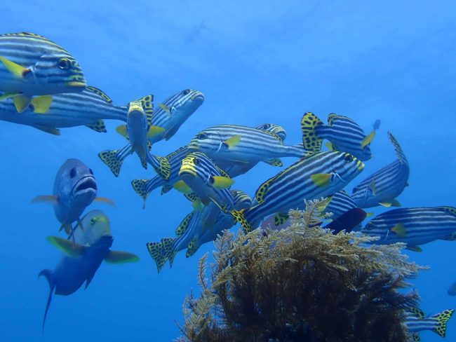 OLYMPUS DIGITAL CAMERA PADI Divemaster Internship