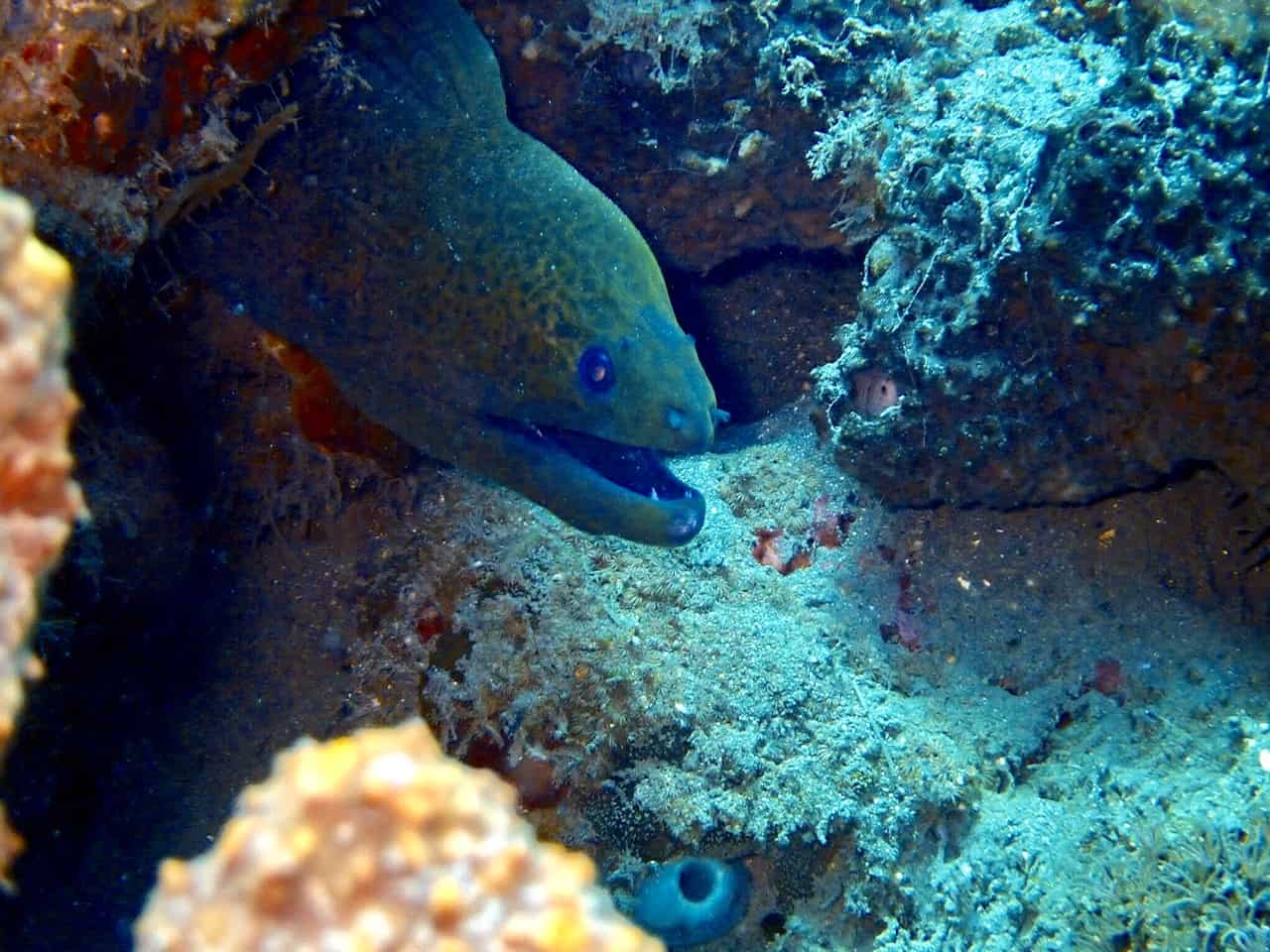 OLYMPUS DIGITAL CAMERA moray eels in Amed