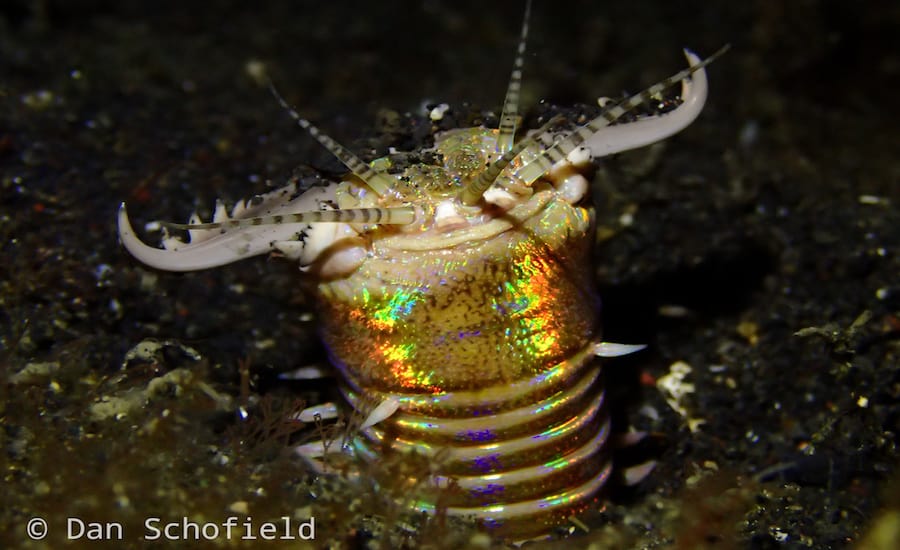 OLYMPUS DIGITAL CAMERA Bobbit worm Lembeh