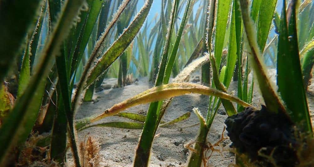 Pipefish in Lombok Pipefish in seagrass