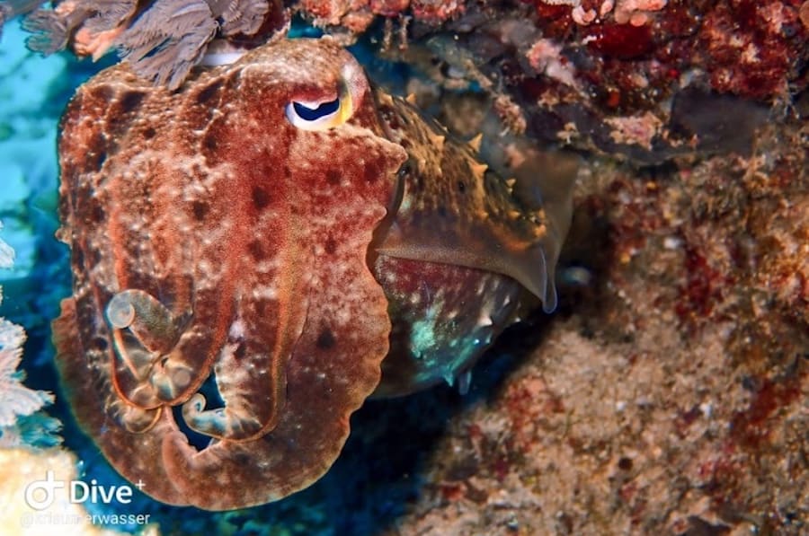 Screen Shot 2019-10-24 at 6.33.41 PM copy Cuttlefish Gili Air