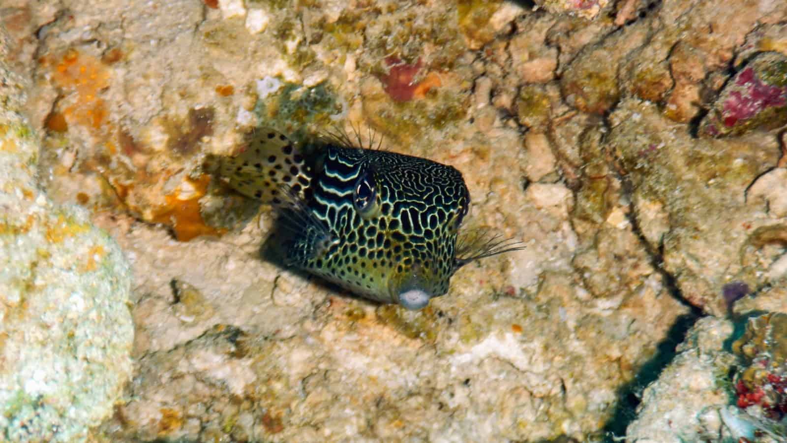 Box fish Bunaken Box fish Bunaken