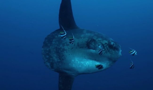 mola_blog copy Sunrise dives at Blue Corner