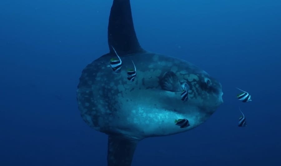 mola_blog copy Sunrise dives at Blue Corner