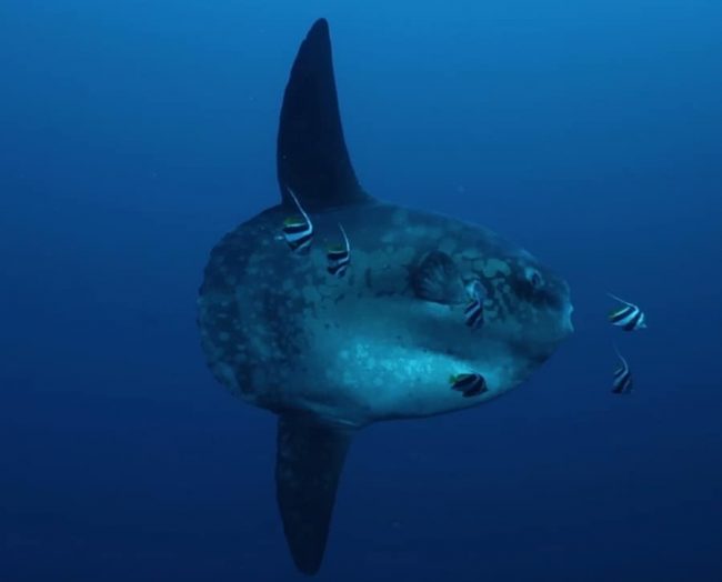 Bild 08.10.19 um 12.21 copy Mola in Bunaken