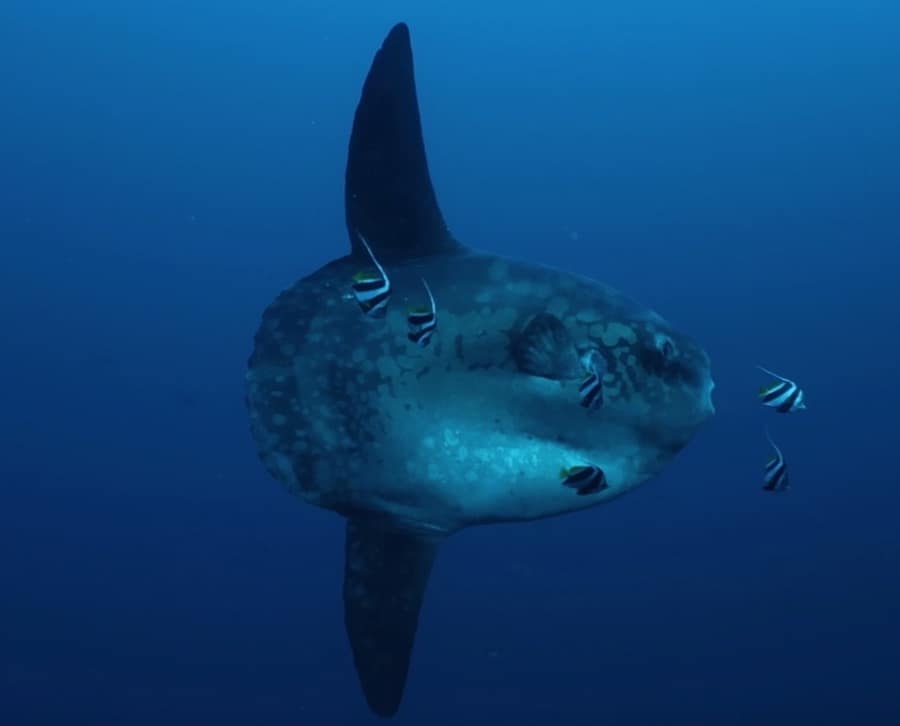 Bild 08.10.19 um 12.21 copy Mola in Bunaken