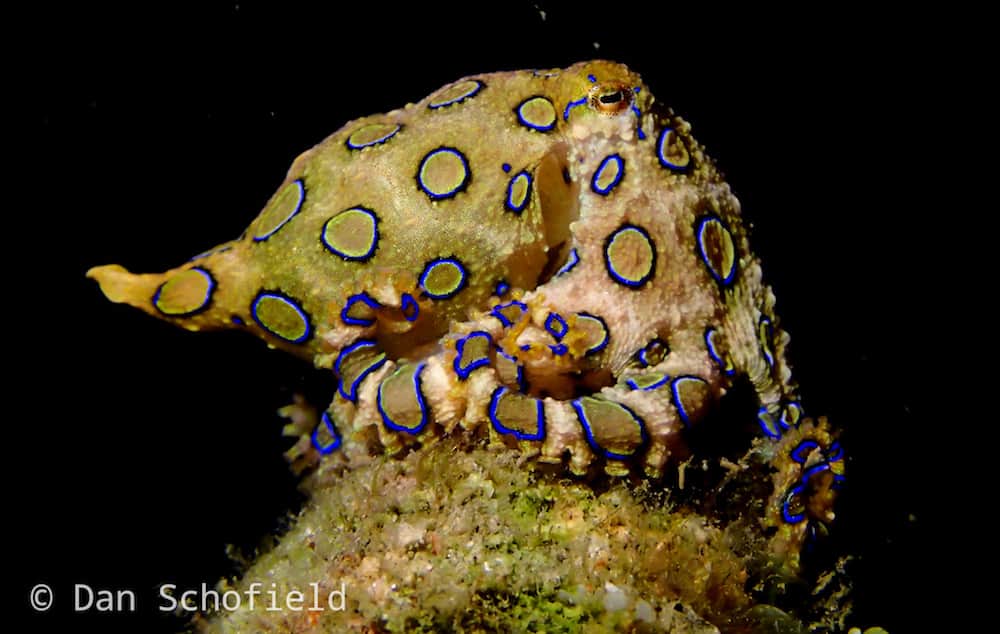 OLYMPUS DIGITAL CAMERA Blue ring octopus