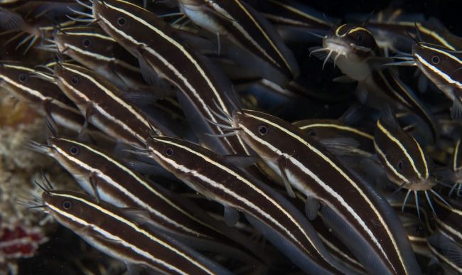 OLYMPUS DIGITAL CAMERA Striped eel catfish