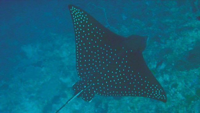 Bunaken Spotted eagle rays bunaken