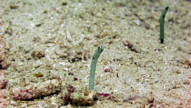 OLYMPUS DIGITAL CAMERA Spotted garden eels