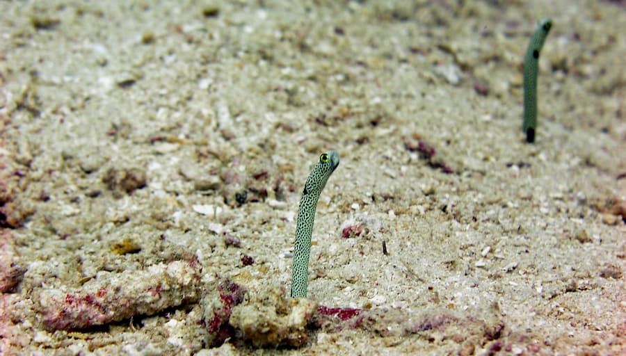 OLYMPUS DIGITAL CAMERA Spotted garden eels