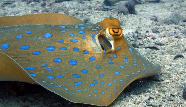 OLYMPUS DIGITAL CAMERA Blue-spotted ribbon tail ray