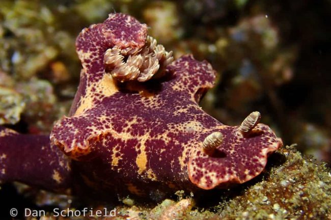 OLYMPUS DIGITAL CAMERA Nudibranch in Lembeh