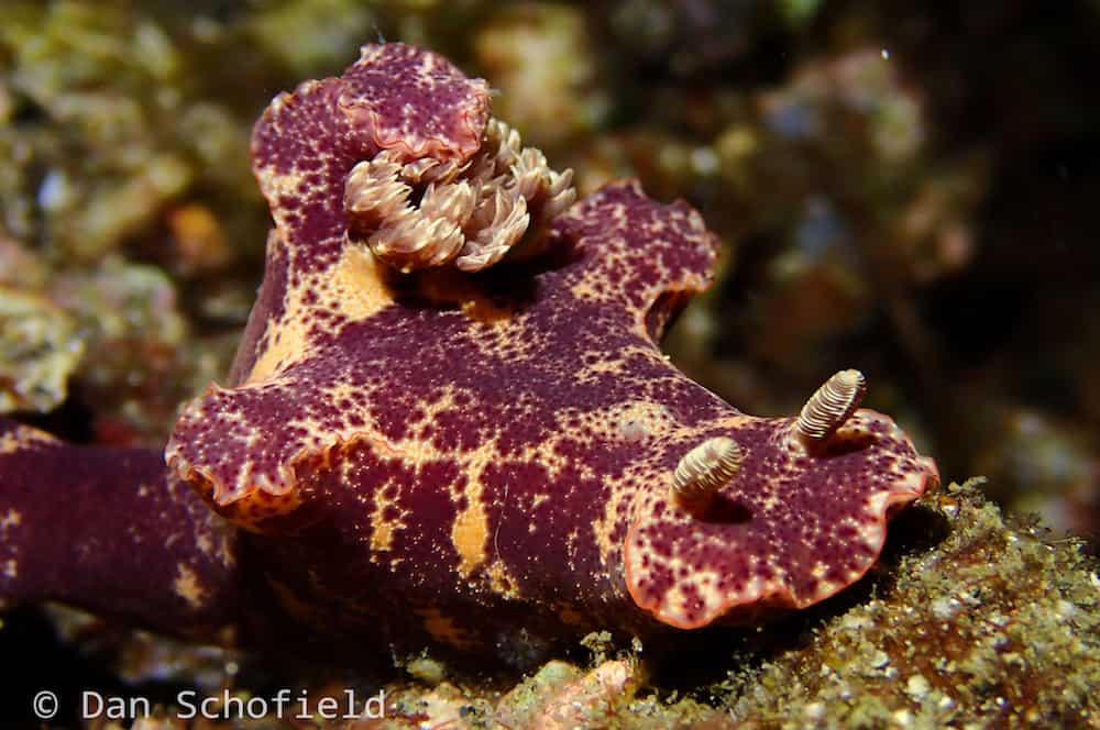 OLYMPUS DIGITAL CAMERA Nudibranch in Lembeh