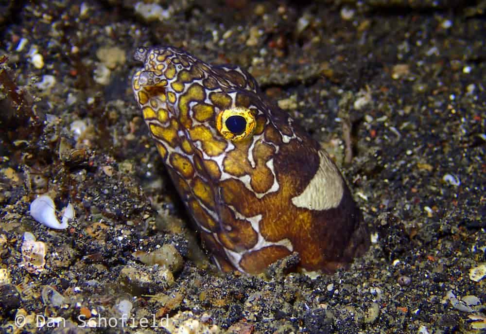 OLYMPUS DIGITAL CAMERA Lembeh snake eel