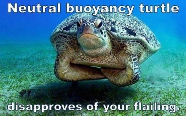 Neutral buoyancy turtle copy Hawksbill buoyancy turtle