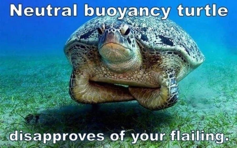 Neutral buoyancy turtle copy Hawksbill buoyancy turtle