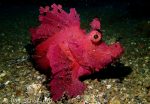 rhinopias scorpionfish lembeh