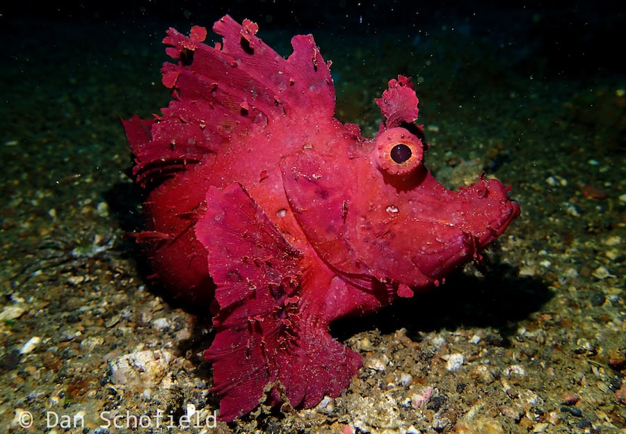 OLYMPUS DIGITAL CAMERA rhinopias scorpionfish lembeh