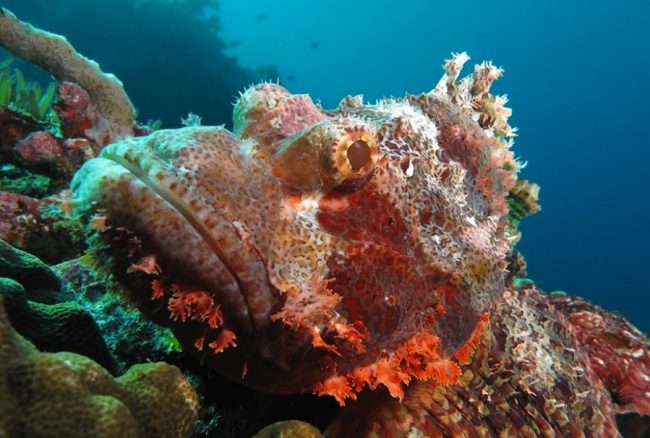 Scorpionfish Amed Scorpionfish