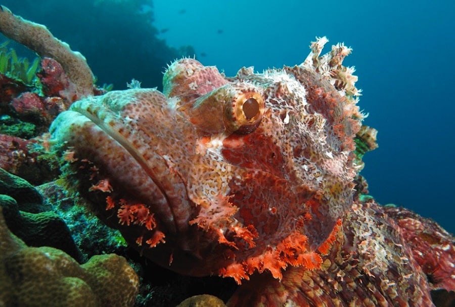 Scorpionfish Amed Scorpionfish
