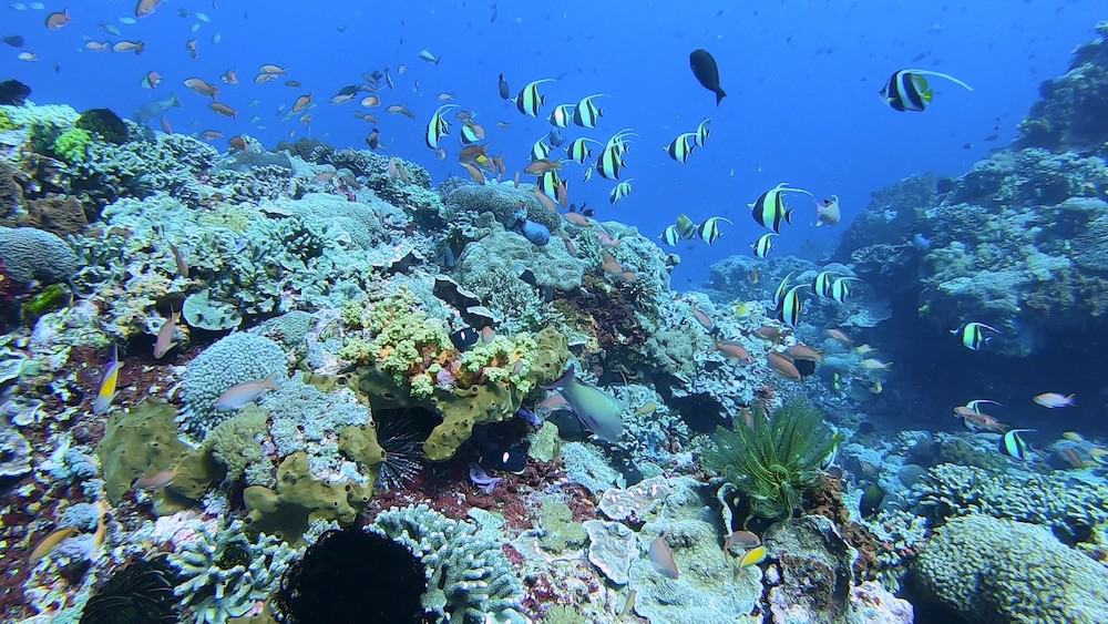 Toyapakeh reef copy Coral Reefs Bali