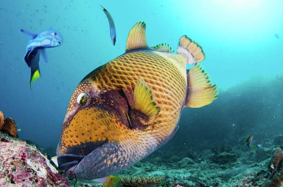 a-titan-triggerfish triggerfish
