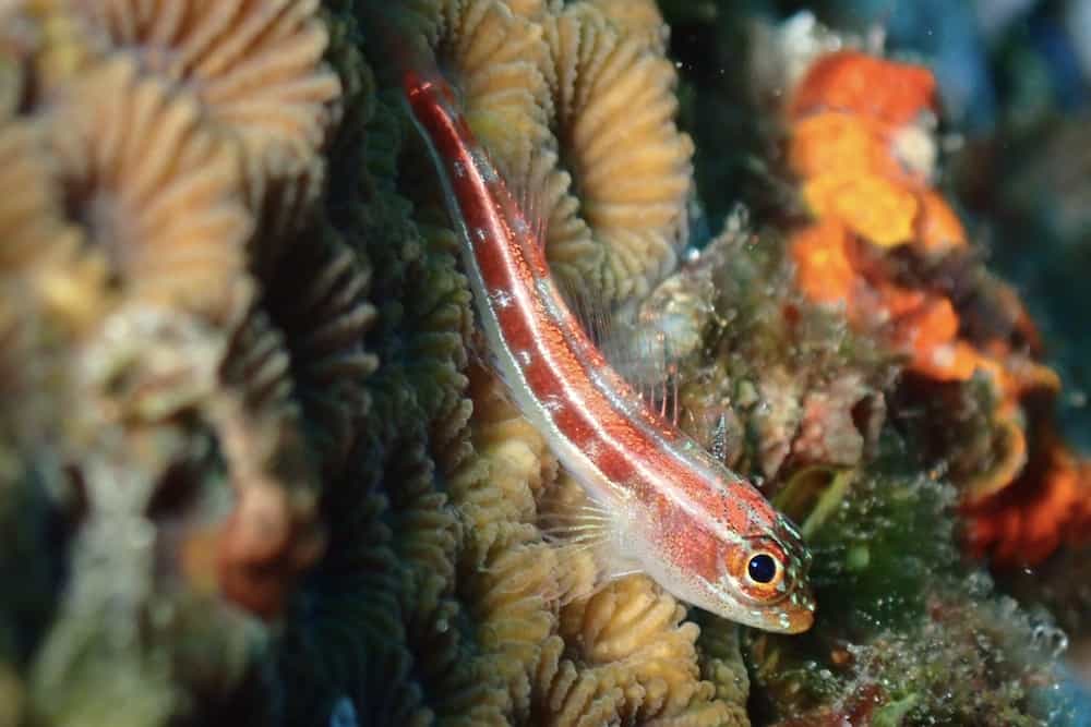 am7 Divemaster in Bali