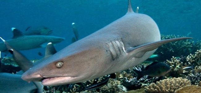 cover-feature-The-Great-Fiji-Shark-Count reef sharks in Amed
