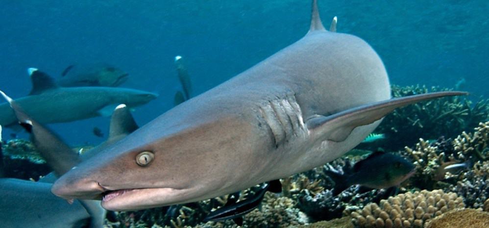 cover-feature-The-Great-Fiji-Shark-Count reef sharks in Amed