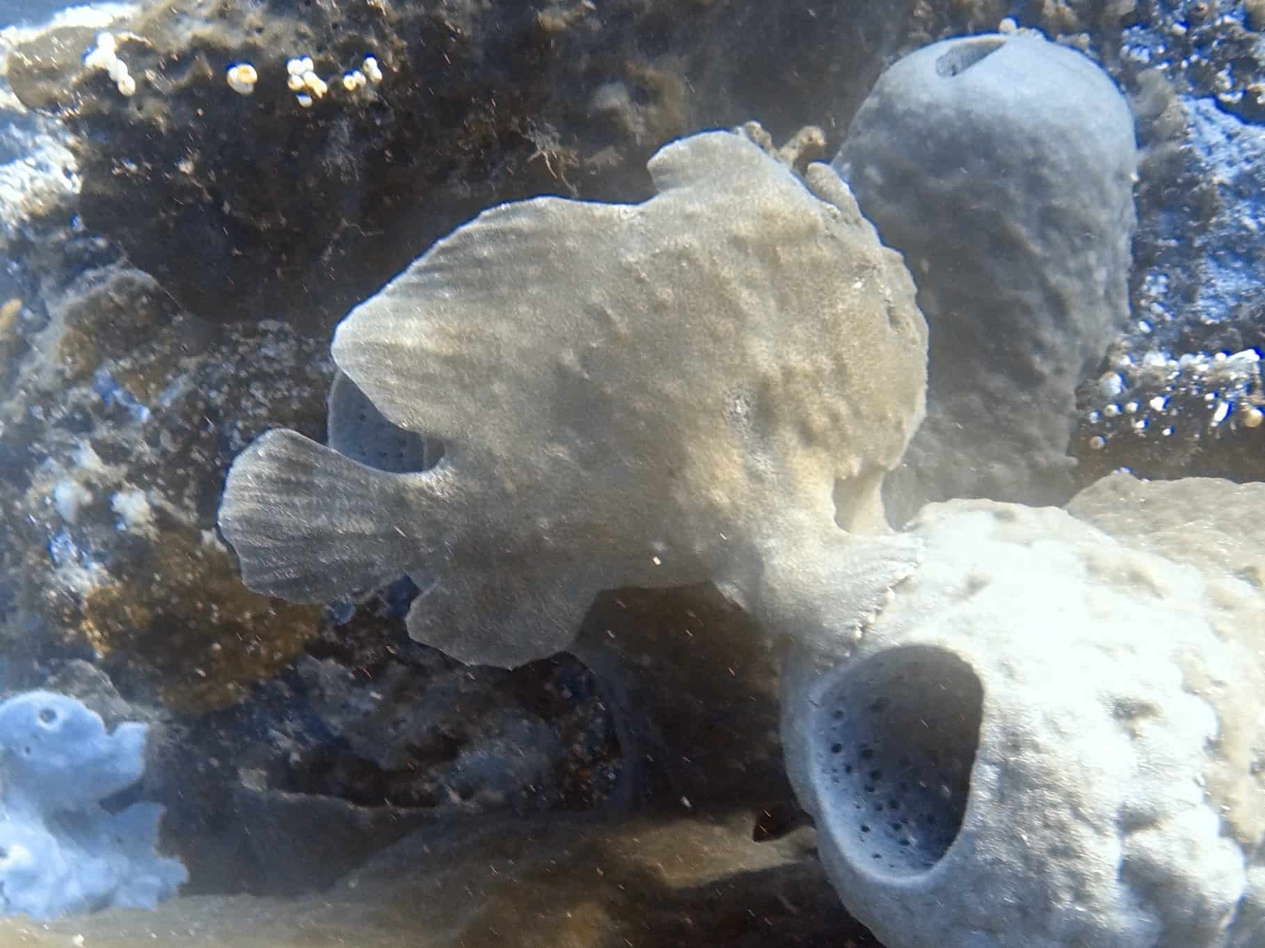Frog Fish Bunaken Divemaster Trainee