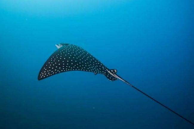 images spotted eagle rays