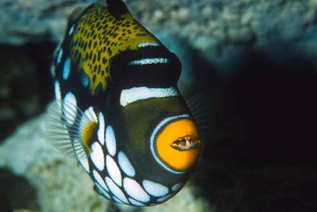 images (3) Clown triggerfish