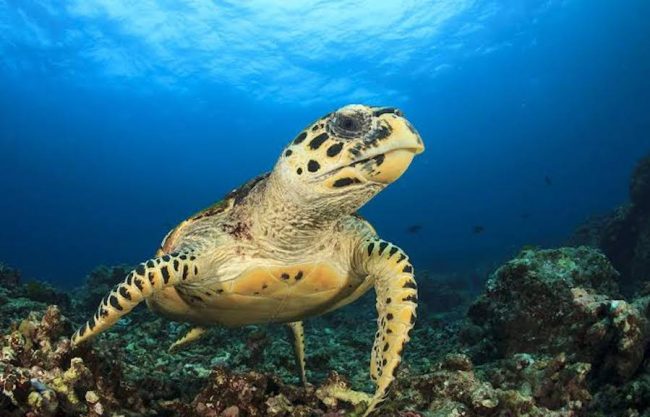 images Discover scuba diving in amed