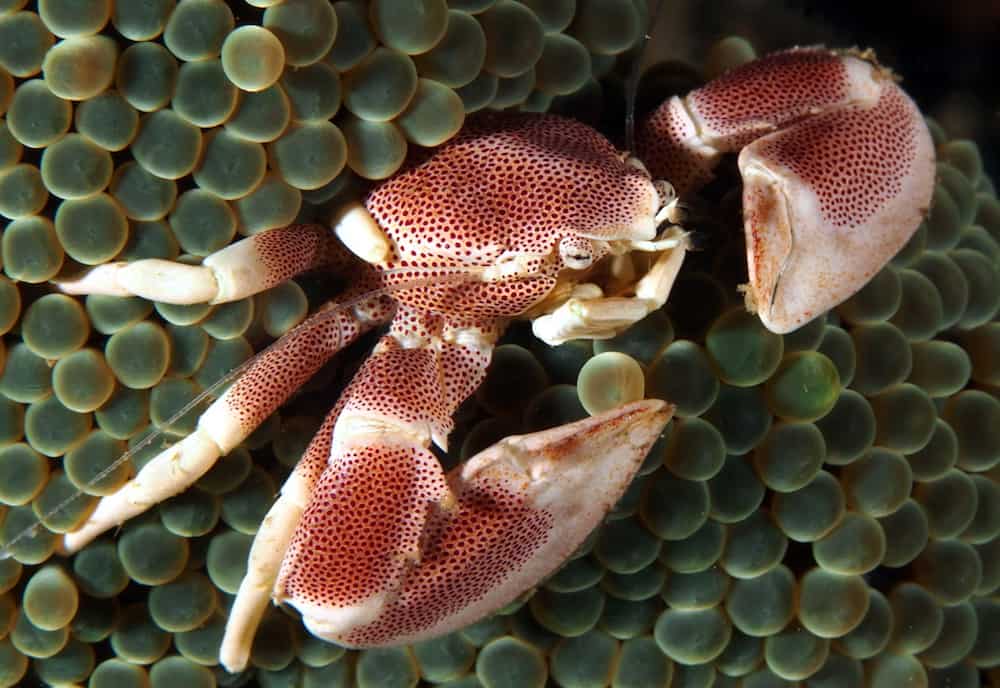 OLYMPUS DIGITAL CAMERA Porcelain crab Gili Air