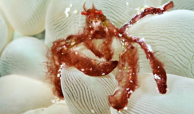 orangutan-crab-1 orangutan crab