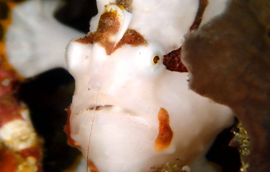12ec8ab9-a876-472a-b446-54a8b9bb369a copy frogfish in crystal bay
