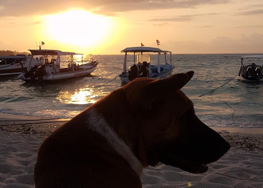 20191123_175529 lembongan beach dogs
