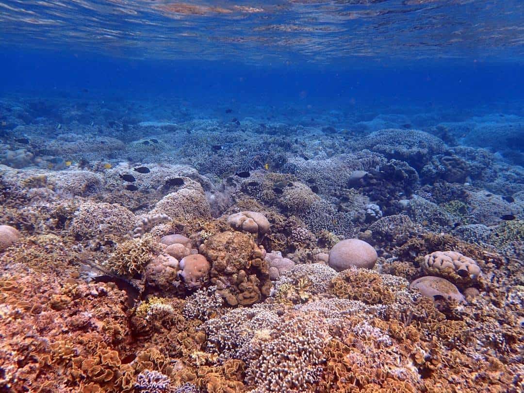 Corals in Bunaken Corals in Bunaken