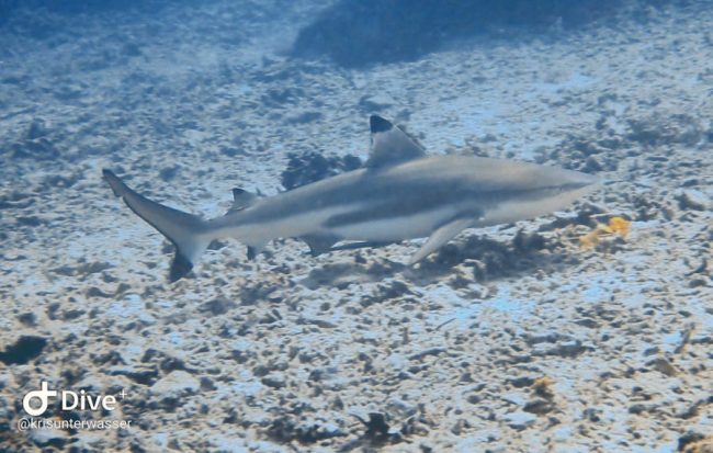 Black Tip Reef Shark copy Reef sharks in Gili Air