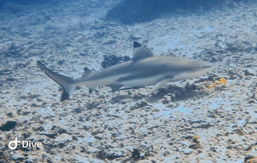 Black Tip Reef Shark copy Reef sharks in Gili Air