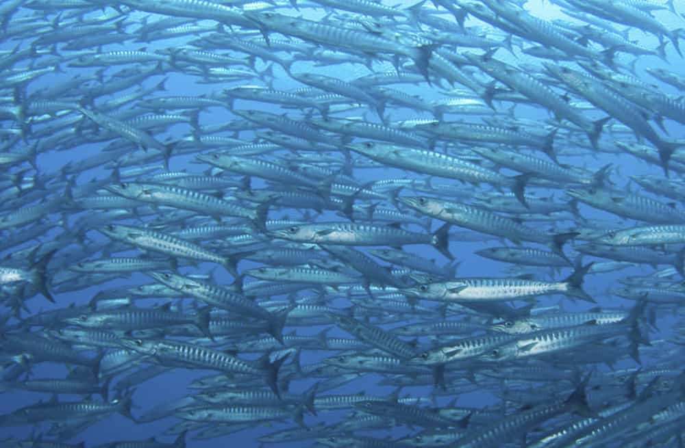 Barracuda in Bunaken Barracuda in Bunaken