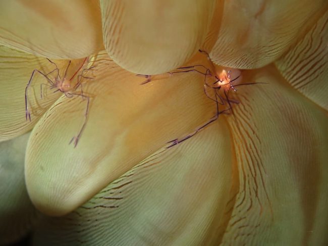 Vir Shrimp Bunaken Bubble Coral Shrimp