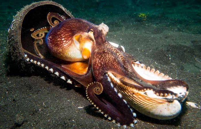coconut octopus