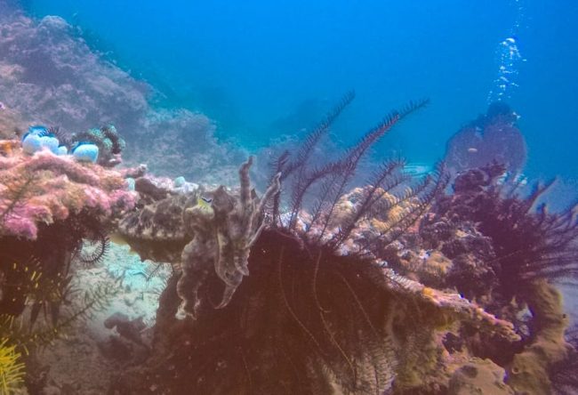 Cuttlefish – John cuttlefish in gili air